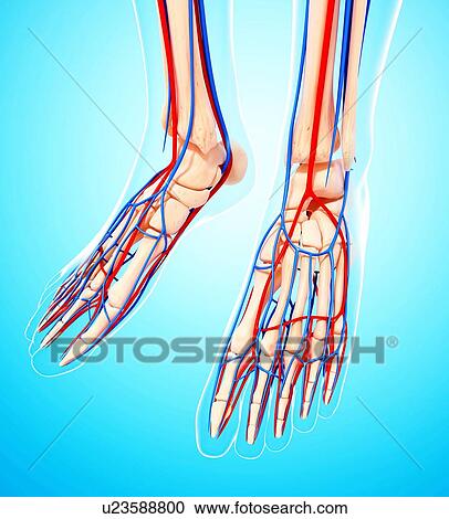 Clipart - Human leg cardiovascular system, artwork. Fotosearch