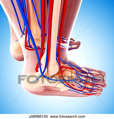 Stock Illustration - Human leg cardiovascular system, artwork. Fotosearch