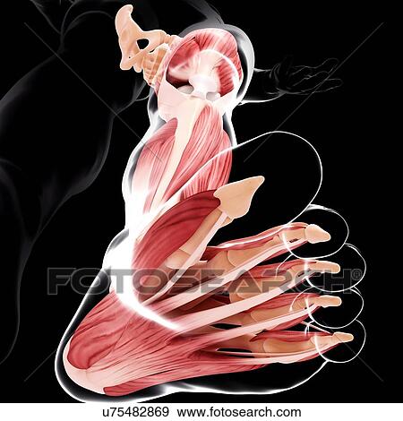 human leg muscular anatomy View Large Illustration Stock Illustration - human leg muscular anatomy. Fotosearch