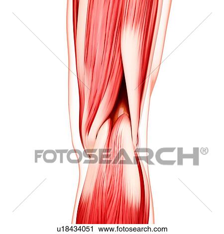Human leg musculature, artwork View Large Illustration Clip Art - Human leg musculature, artwork. Fotosearch