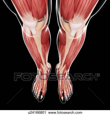 Clip Art - Human leg musculature, artwork. Fotosearch