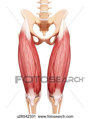 Human leg musculature, artwork View Large Illustration Clip Art - Human leg musculature, artwork. Fotosearch