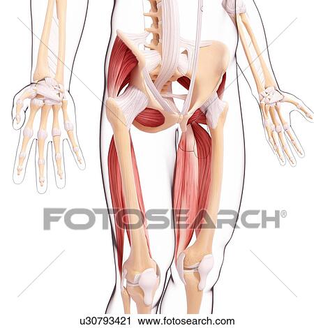 Human leg musculature, artwork View Large Illustration Clip Art - Human leg musculature, artwork. Fotosearch