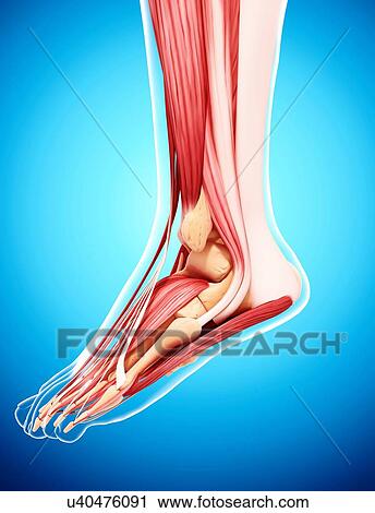 Clip Art - Human leg musculature, artwork. Fotosearch