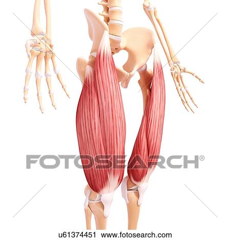 Human leg musculature, artwork View Large Illustration Clip Art - Human leg musculature, artwork. Fotosearch
