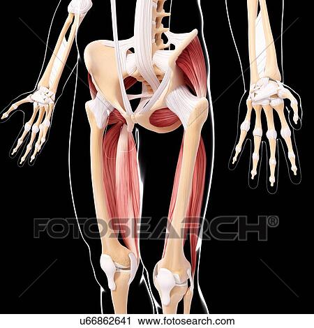 Clip Art - Human leg musculature, artwork. Fotosearch