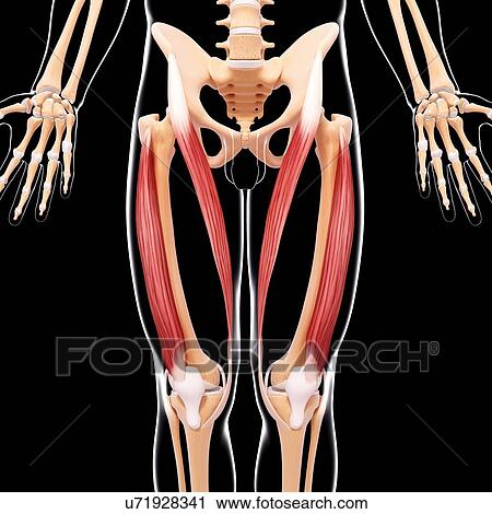 Human leg musculature, artwork View Large Illustration Clip Art - Human leg musculature, artwork. Fotosearch