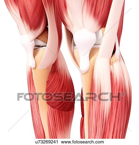 Clip Art - Human leg musculature, artwork. Fotosearch