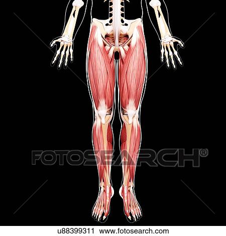 Clip Art - Human leg musculature, artwork. Fotosearch