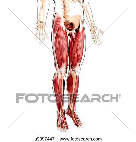 Clip Art - Human leg musculature, artwork. Fotosearch