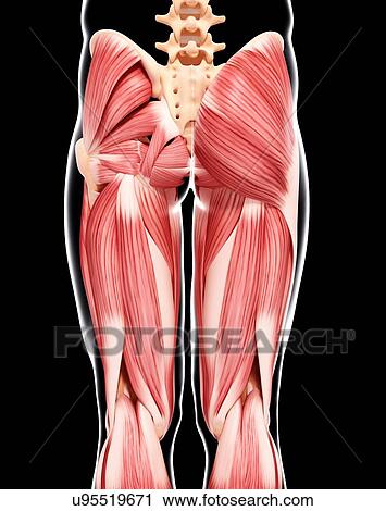 Clip Art - Human leg musculature, artwork. Fotosearch
