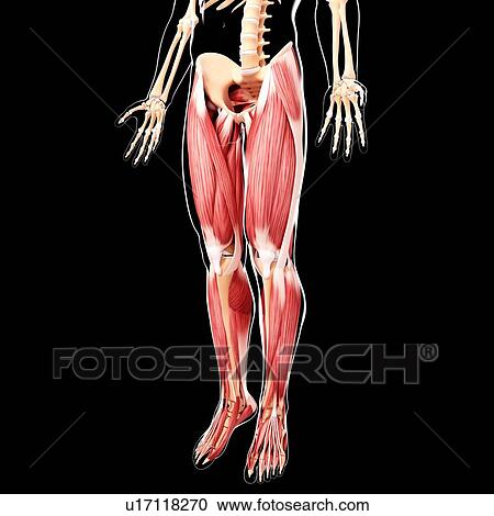 Clipart - Human leg musculature, artwork. Fotosearch