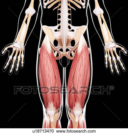 Human leg musculature, artwork View Large Illustration Clipart - Human leg musculature, artwork. Fotosearch