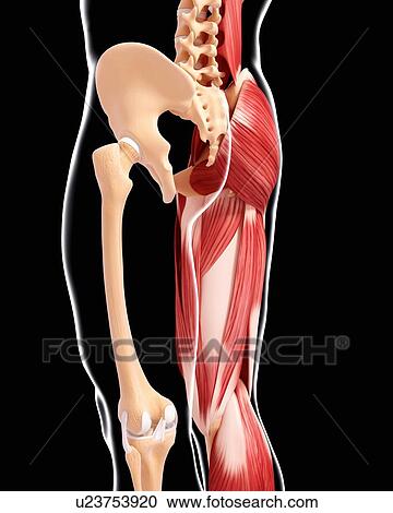 Human leg musculature, artwork View Large Illustration Clipart - Human leg musculature, artwork. Fotosearch