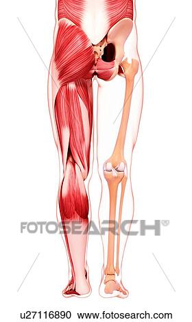 Clipart - Human leg musculature, artwork. Fotosearch