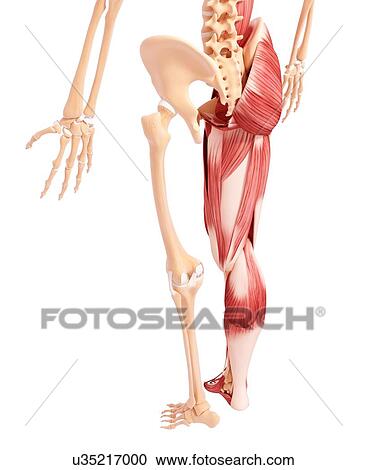Clipart - Human leg musculature, artwork. Fotosearch