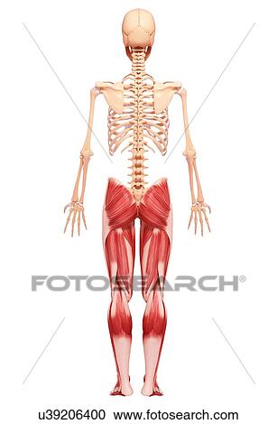 Clipart - Human leg musculature, artwork. Fotosearch