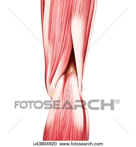 Clipart - Human leg musculature, artwork. Fotosearch