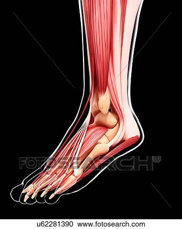 Clipart - Human leg musculature, artwork. Fotosearch