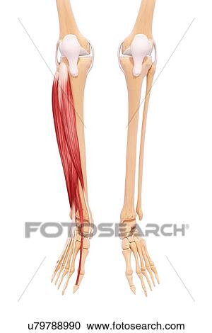 Clipart - Human leg musculature, artwork. Fotosearch