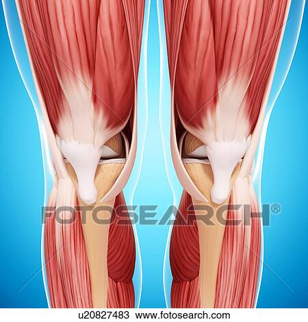 Drawing - Human leg musculature, artwork. Fotosearch