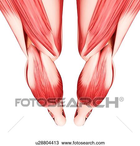 Human leg musculature, artwork View Large Illustration Drawing - Human leg musculature, artwork. Fotosearch
