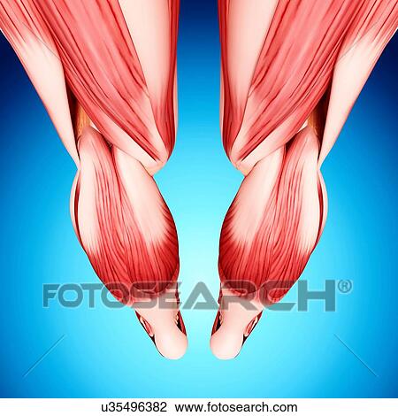 Drawing - Human leg musculature, artwork. Fotosearch