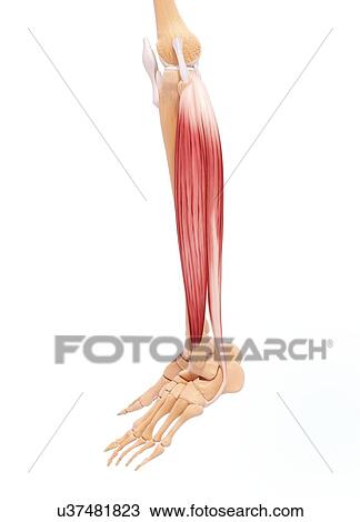 Drawing - Human leg musculature, artwork. Fotosearch