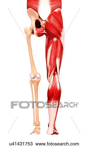 Human leg musculature, artwork View Large Illustration Drawing - Human leg musculature, artwork. Fotosearch