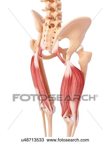 Human leg musculature, artwork View Large Illustration Drawing - Human leg musculature, artwork. Fotosearch
