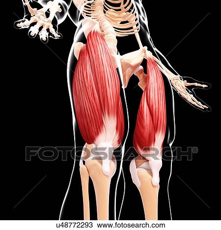 Human leg musculature, artwork View Large Illustration Drawing - Human leg musculature, artwork. Fotosearch