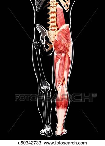 Drawing - Human leg musculature, artwork. Fotosearch