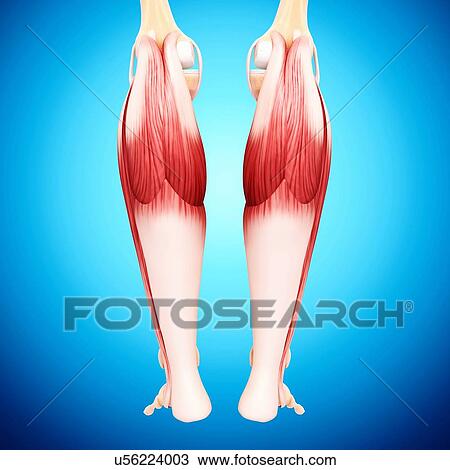 Human leg musculature, artwork View Large Illustration Drawing - Human leg musculature, artwork. Fotosearch