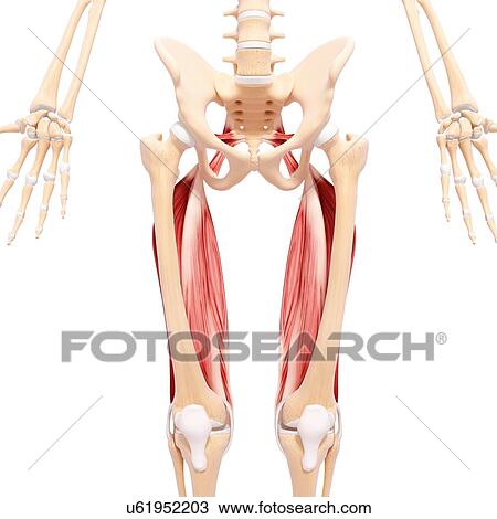 Human leg musculature, artwork View Large Illustration Drawing - Human leg musculature, artwork. Fotosearch