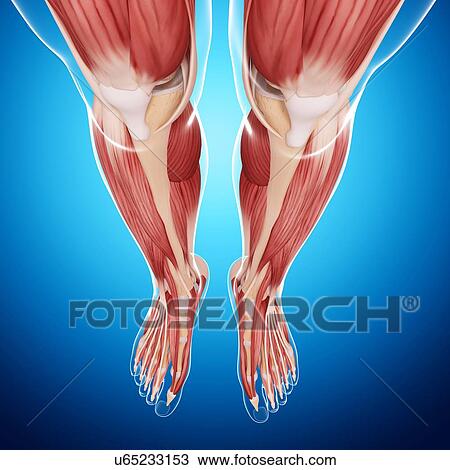 Human leg musculature, artwork View Large Illustration Drawing - Human leg musculature, artwork. Fotosearch