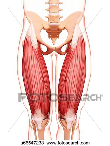 Drawing - Human leg musculature, artwork. Fotosearch