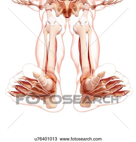 Drawing - Human leg musculature, artwork. Fotosearch
