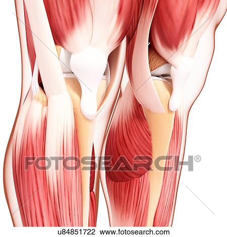 Human leg musculature, artwork View Large Illustration Drawing - Human leg musculature, artwork. Fotosearch