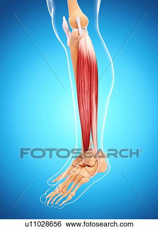 Stock Illustration - Human leg musculature, artwork. Fotosearch
