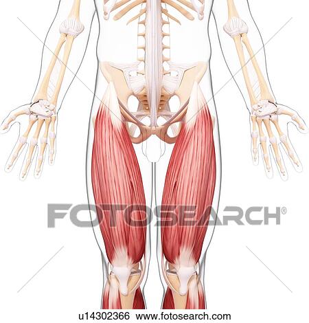 Stock Illustration - Human leg musculature, artwork. Fotosearch