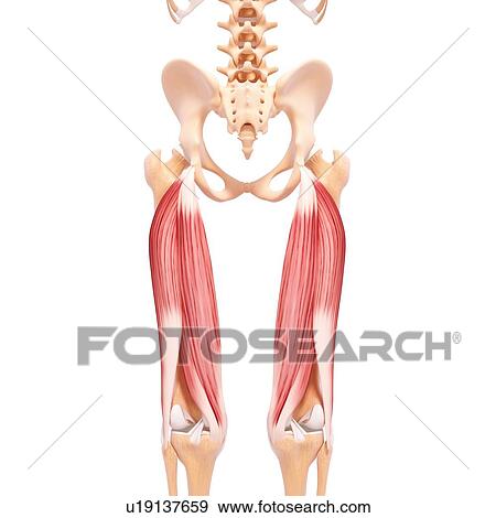 Stock Illustration - Human leg musculature, artwork. Fotosearch