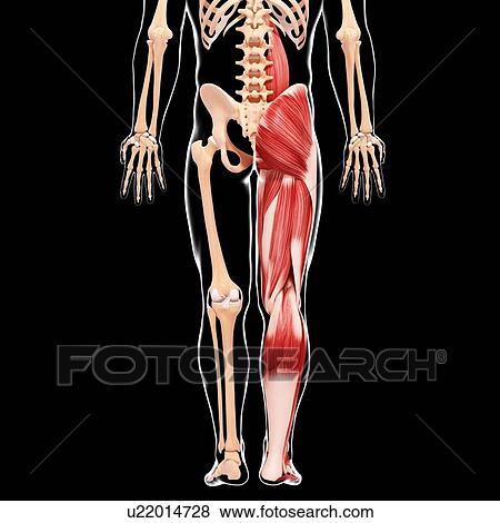 Stock Illustration - Human leg musculature, artwork. Fotosearch