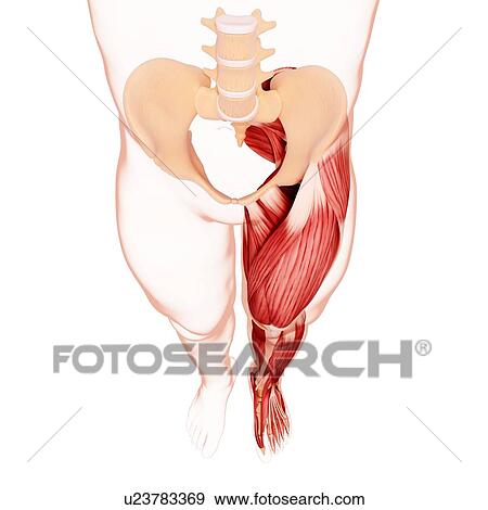 Human leg musculature, artwork View Large Illustration Stock Illustration - Human leg musculature, artwork. Fotosearch