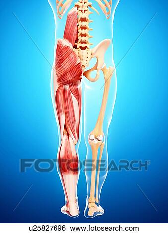 Human leg musculature, artwork View Large Illustration Stock Illustration - Human leg musculature, artwork. Fotosearch