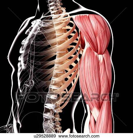 Human leg musculature, artwork View Large Illustration Stock Illustration - Human leg musculature, artwork. Fotosearch