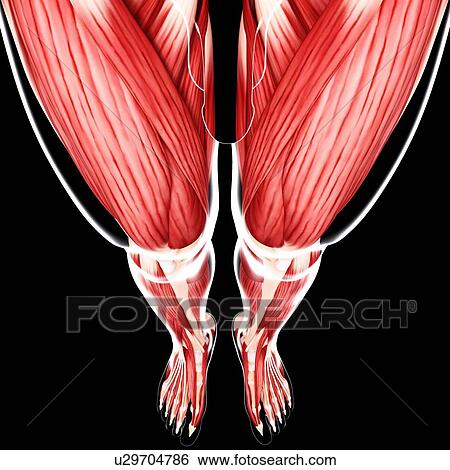Human leg musculature, artwork View Large Illustration Stock Illustration - Human leg musculature, artwork. Fotosearch