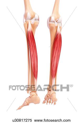 Human leg musculature, artwork View Large Illustration Stock Illustration - Human leg musculature, artwork. Fotosearch