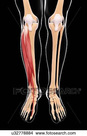 Stock Illustration - Human leg musculature, artwork. Fotosearch