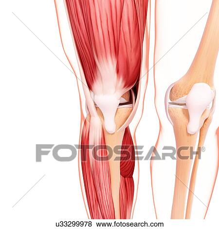 Stock Illustration - Human leg musculature, artwork. Fotosearch