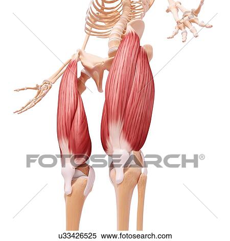 Human leg musculature, artwork View Large Illustration Stock Illustration - Human leg musculature, artwork. Fotosearch